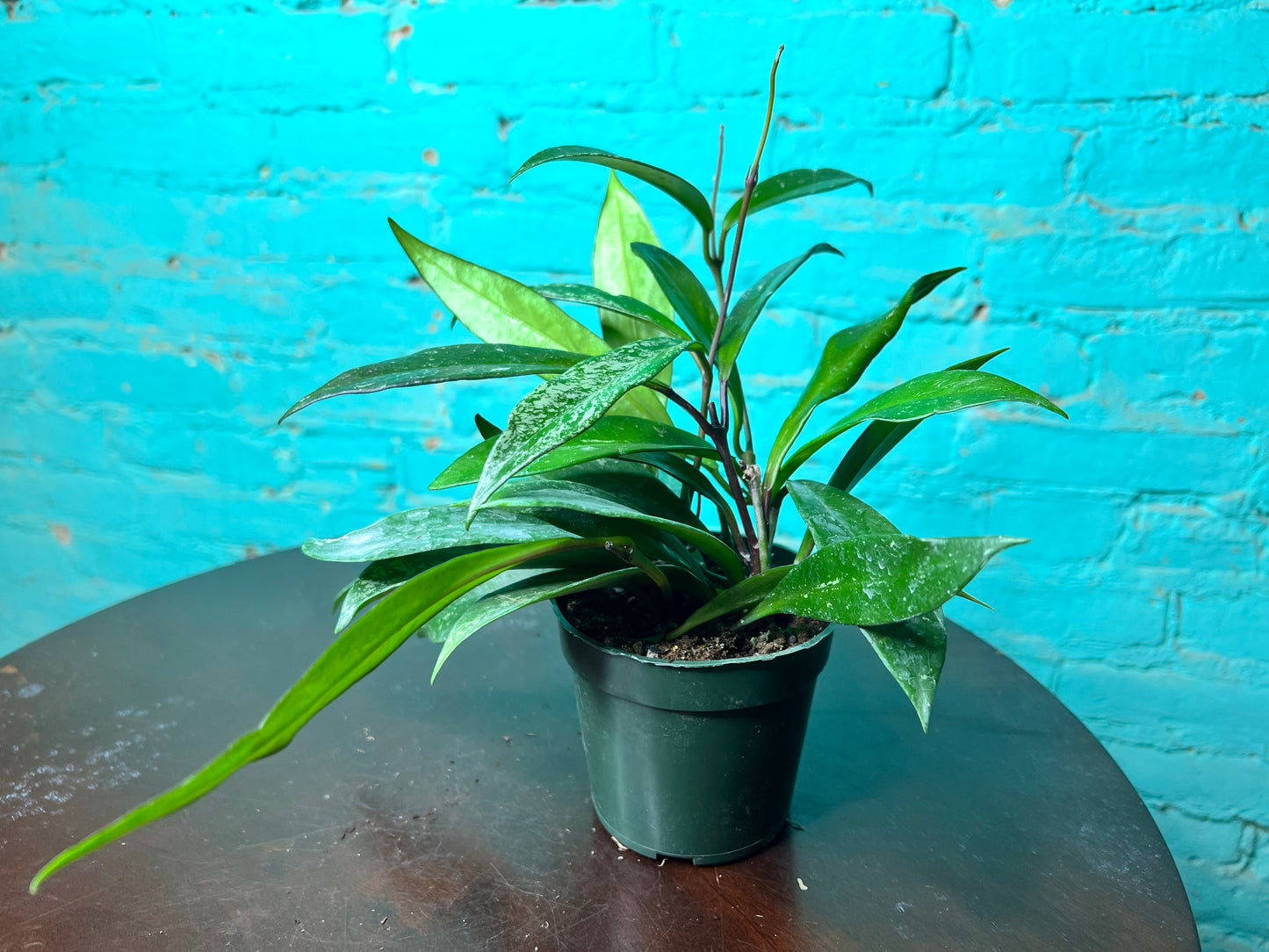 Hoya Silver Splash hybrid (Pubicalyx)