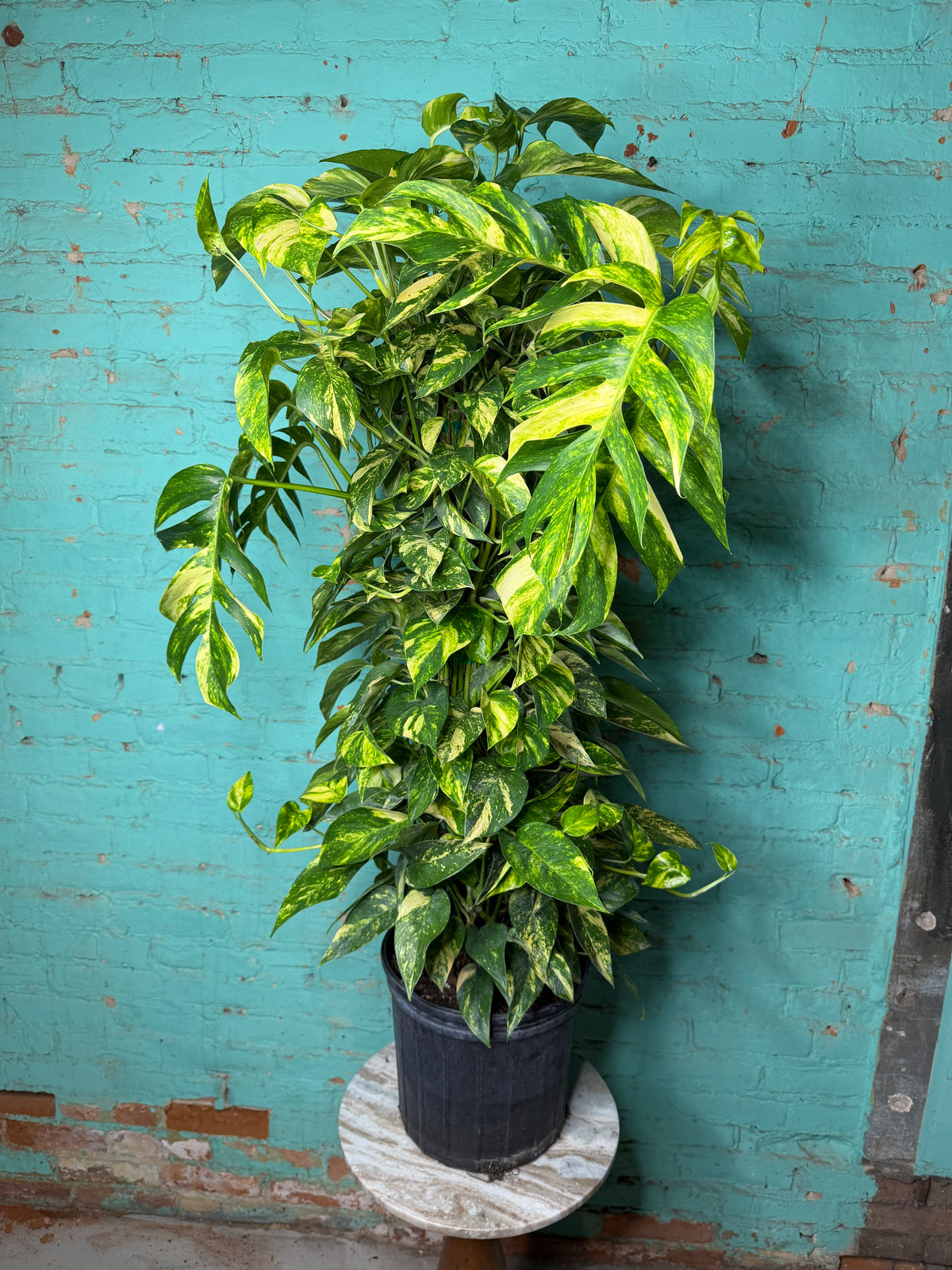 Epipremnum Pinnatum Yellow Flame 10” totem 47”