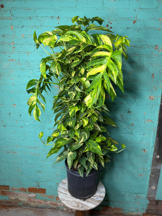 Epipremnum Pinnatum Yellow Flame 10” totem 47”