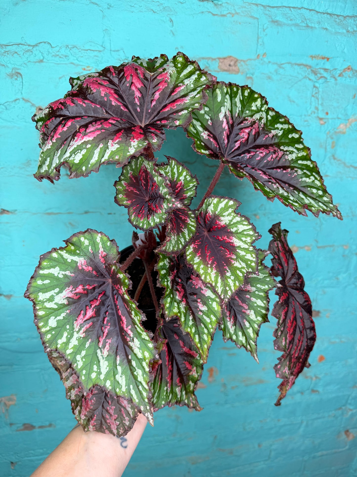 Begonia T-Rex ‘Painted’ (larger)