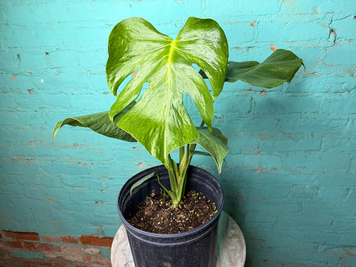 Monstera Green on Green 8”