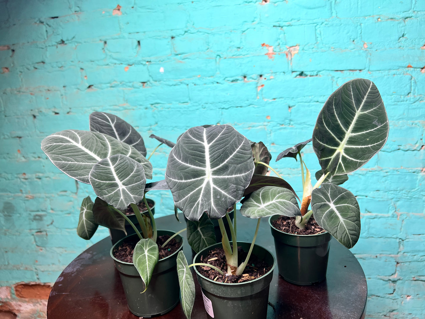 Alocasia-Black Velvet 4”