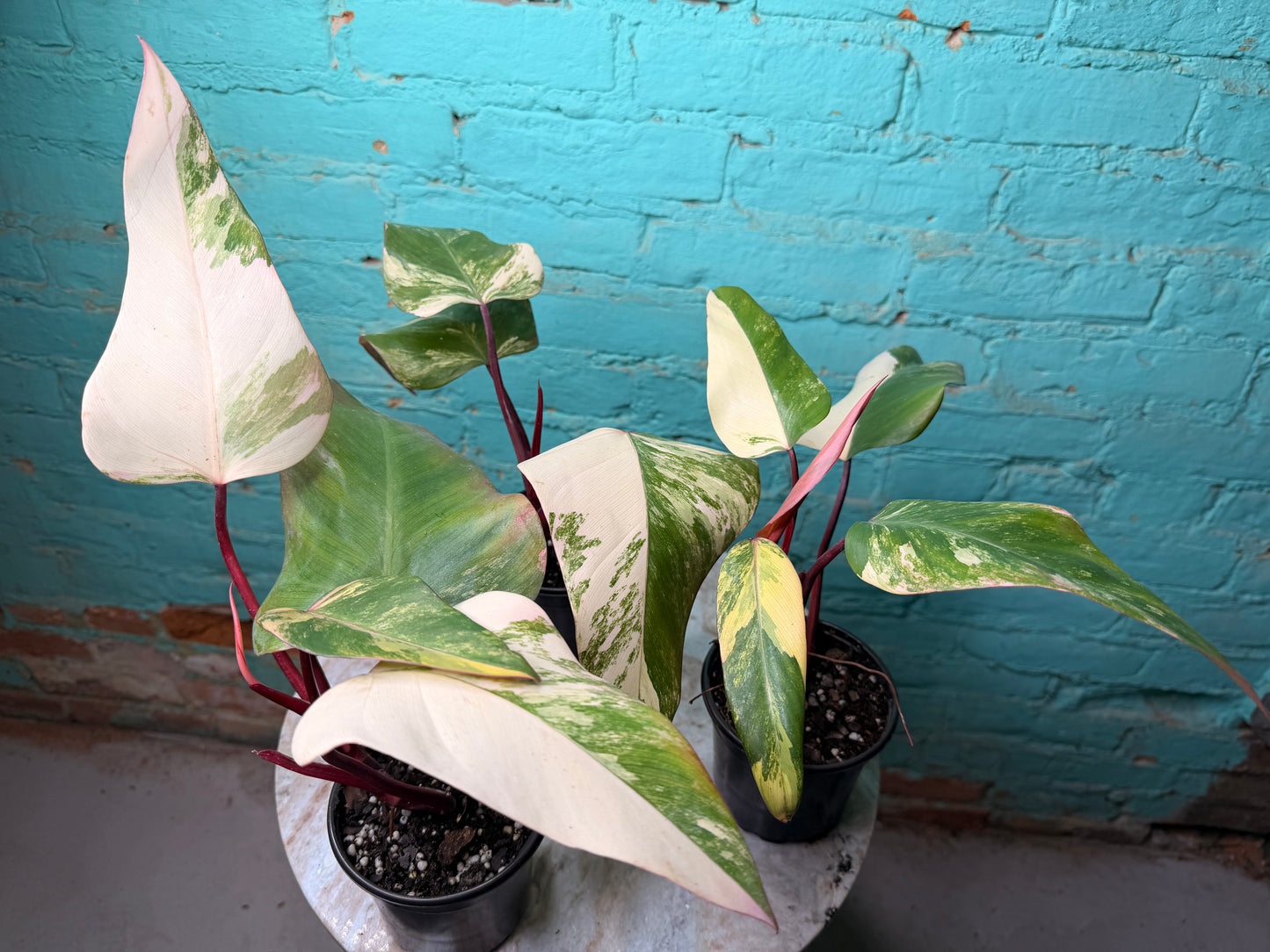 Philodendron-Strawberry Milkshake 4”