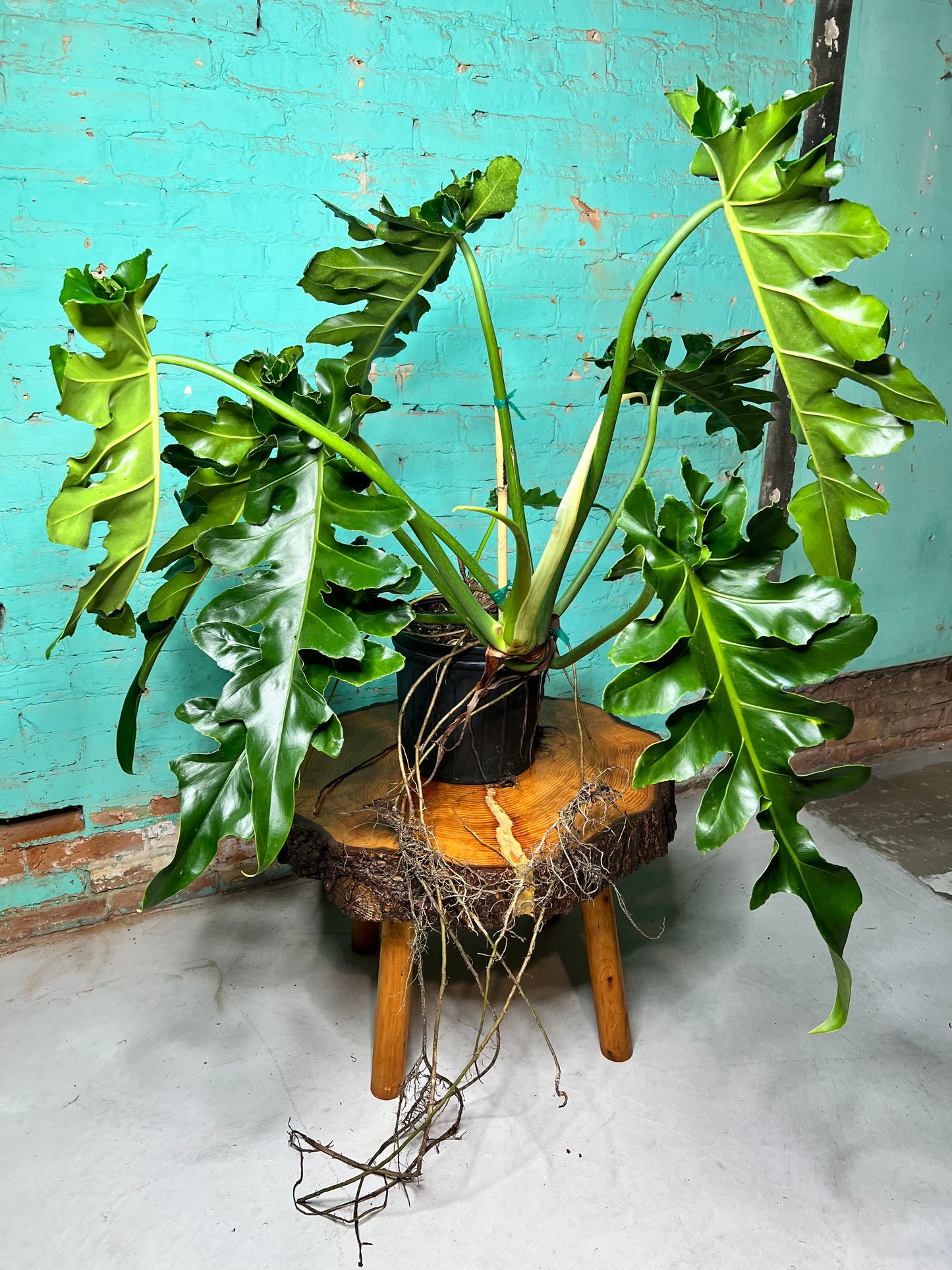 Philodendron Bob Cee 10” mature