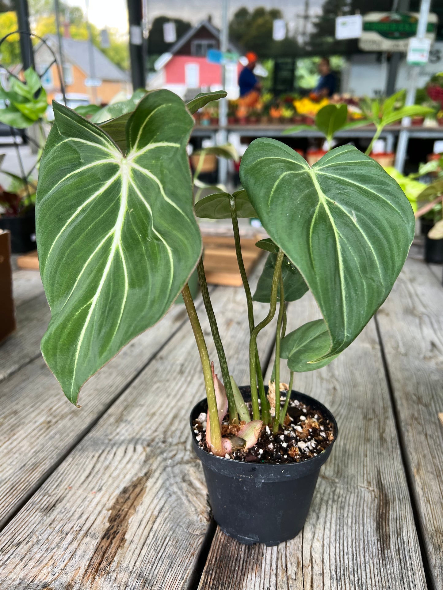 Philodendron Gloriosum