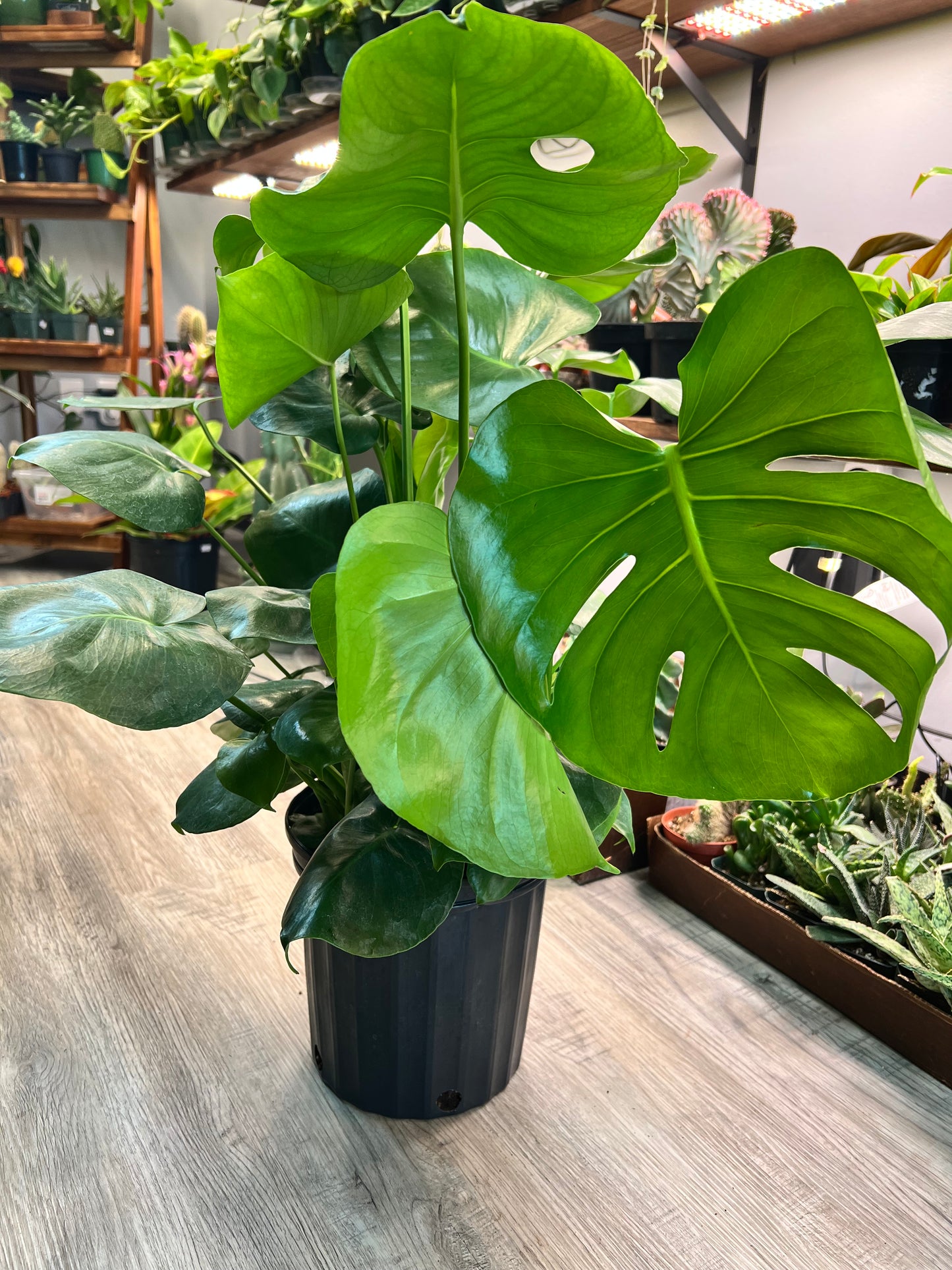 Monstera Deliciosa 8”