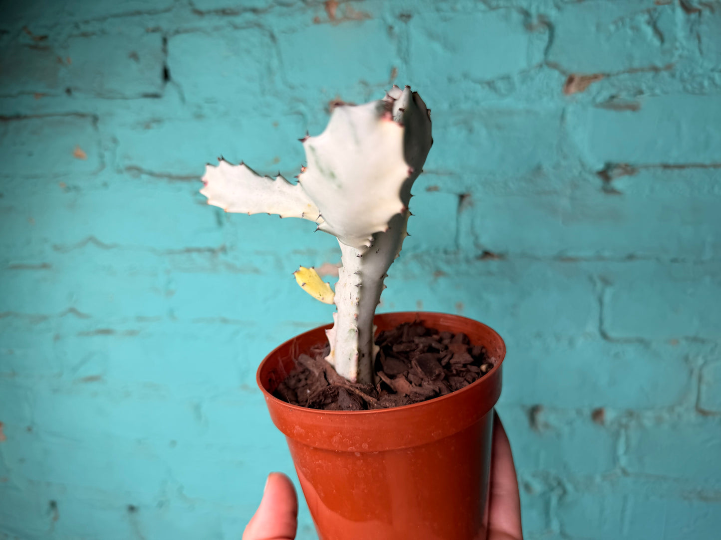 Euphorbia Trigonia Ghost 5”