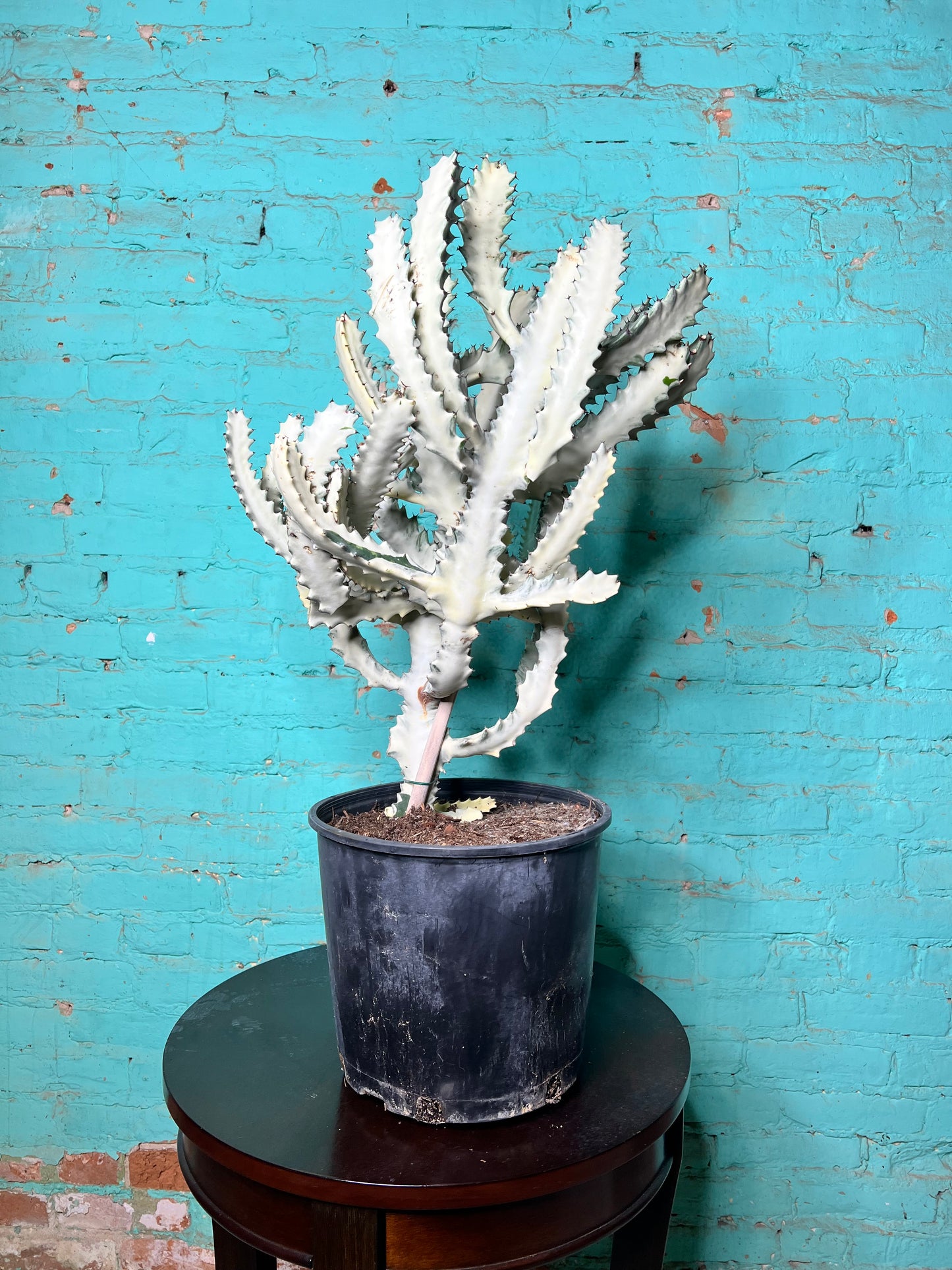 Euphorbia Trigonia Variegated 10”