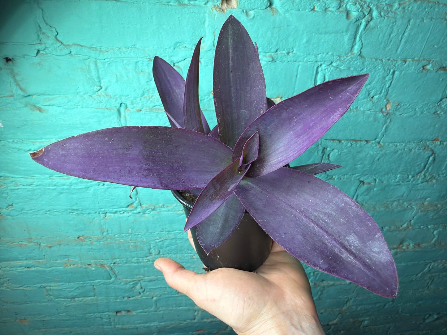 Setcreasea Purple (Purple Heart)4”