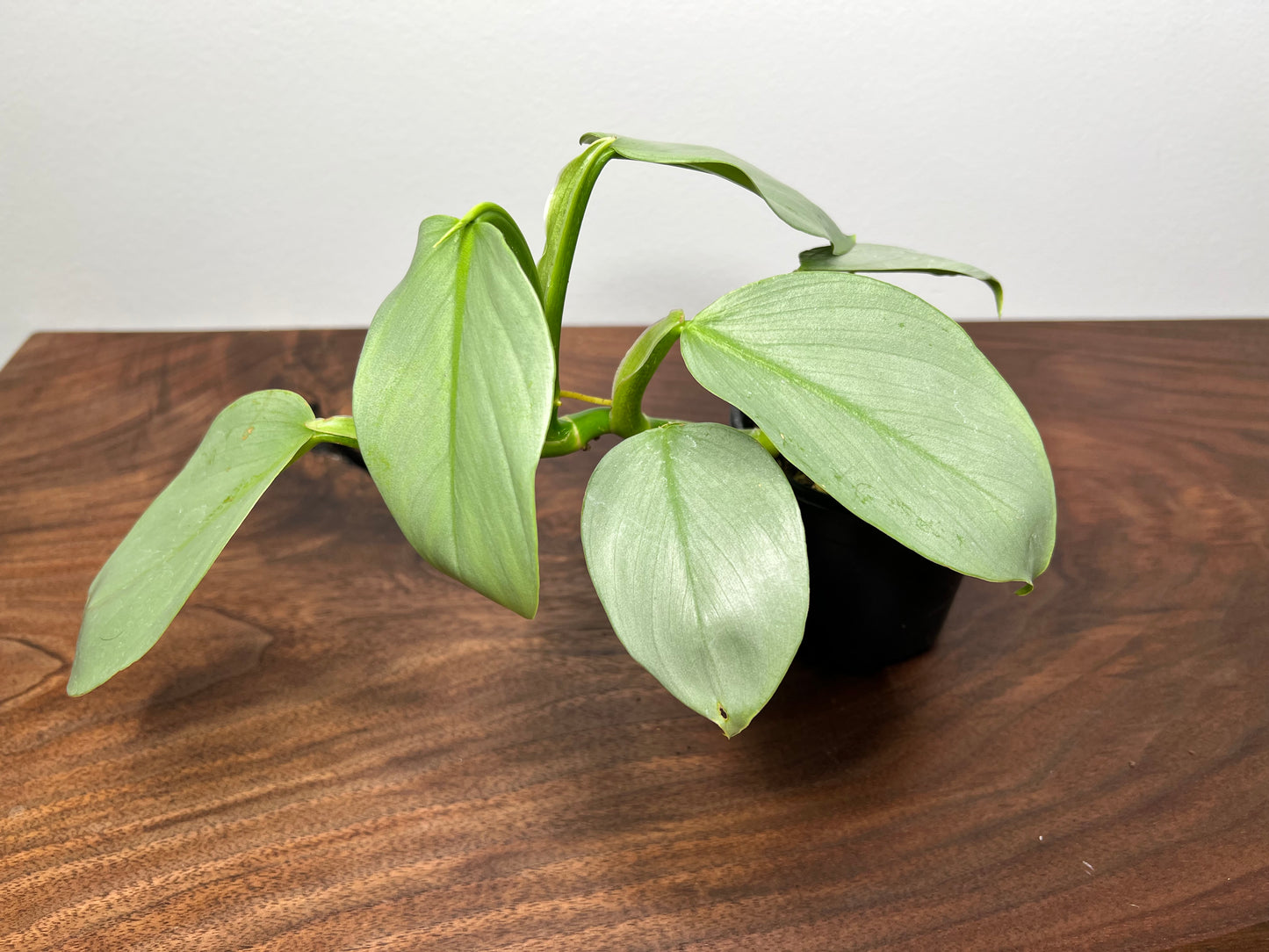 Philodendron Silver Sword