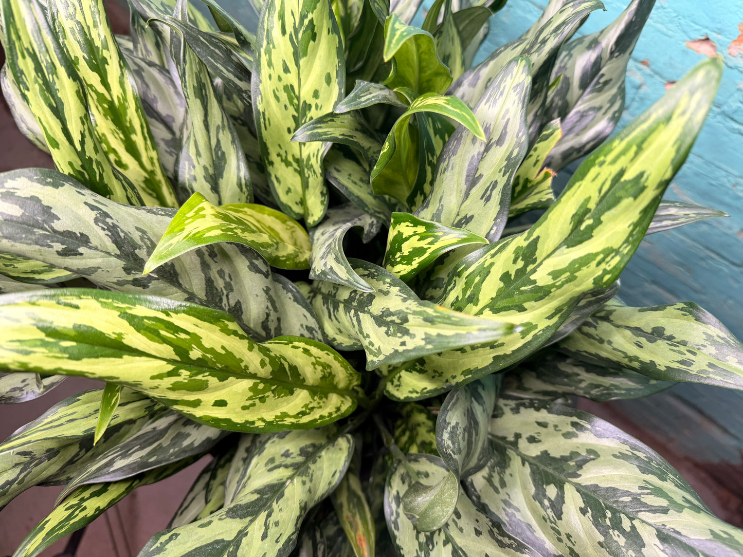 Aglaonema Maria 10”