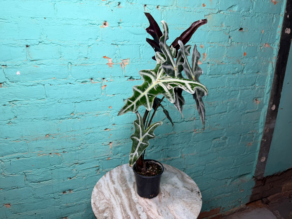 Alocasia Nobilis 4”