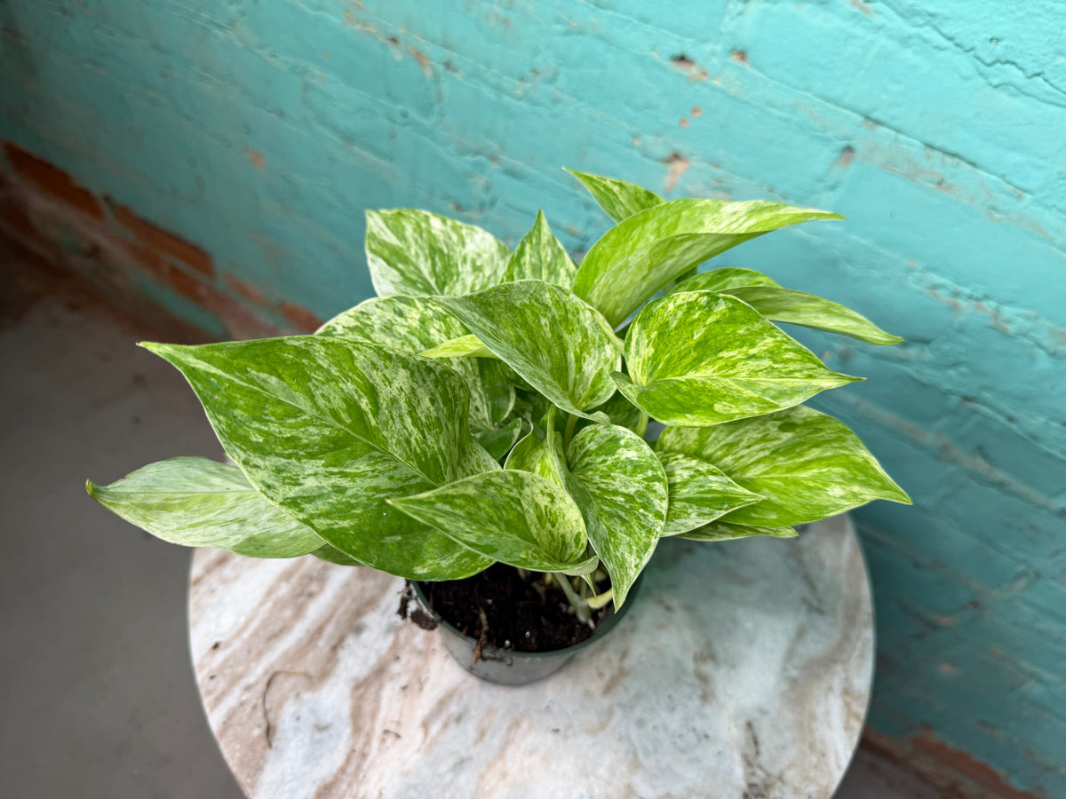 Marble Queen Pothos 4”