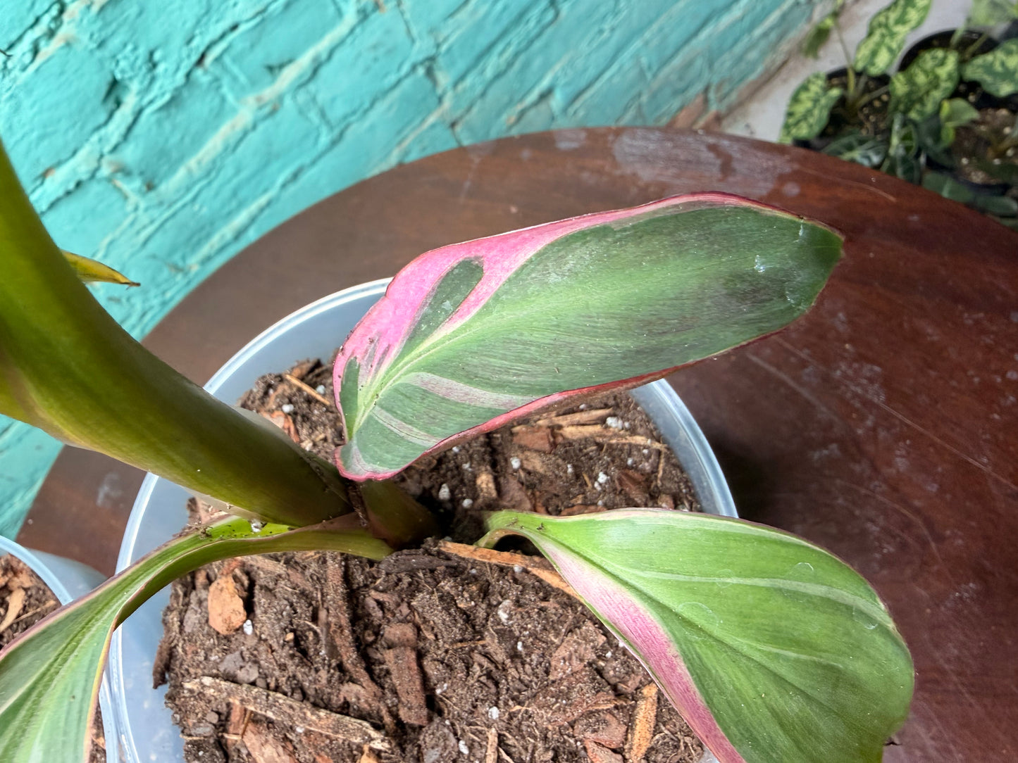 Musa Nono Pink 4”