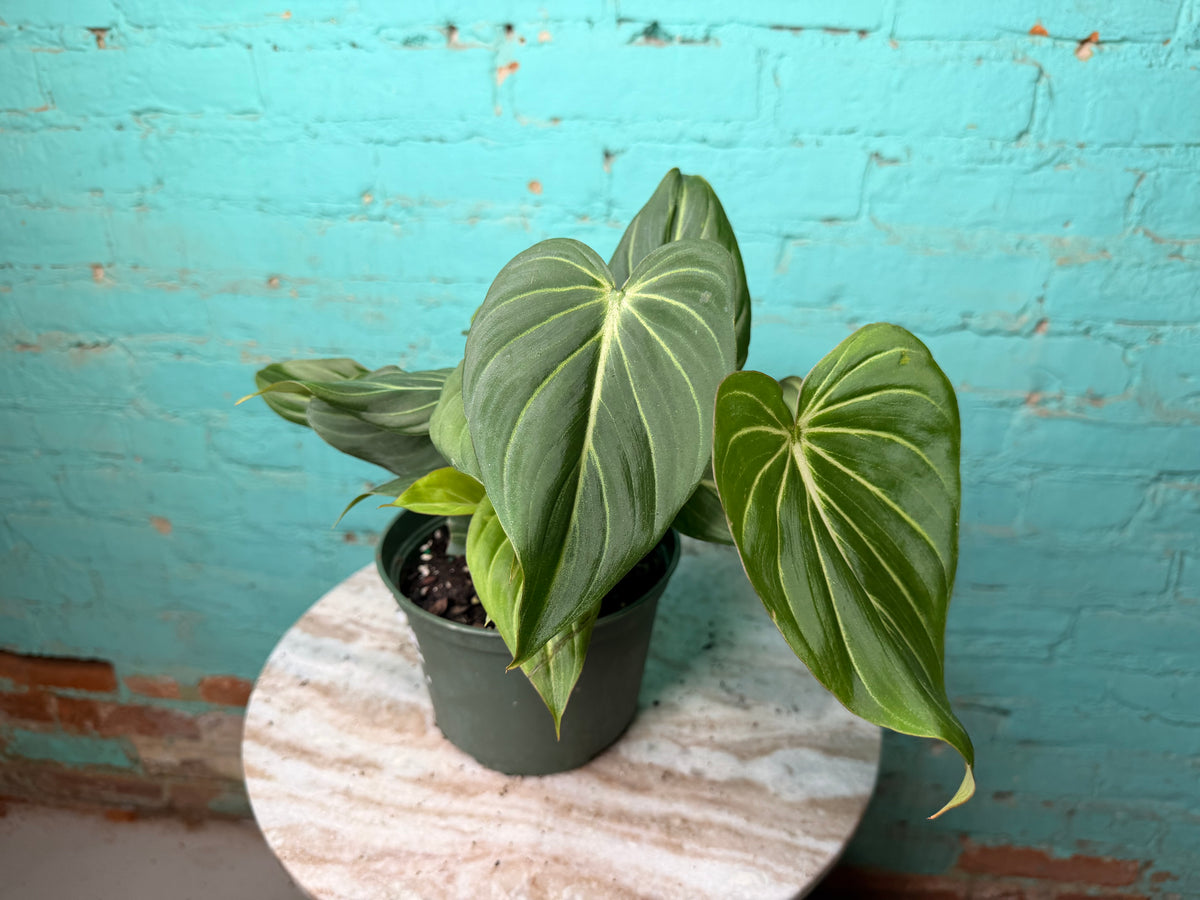Philodendron Gloriosum 6”