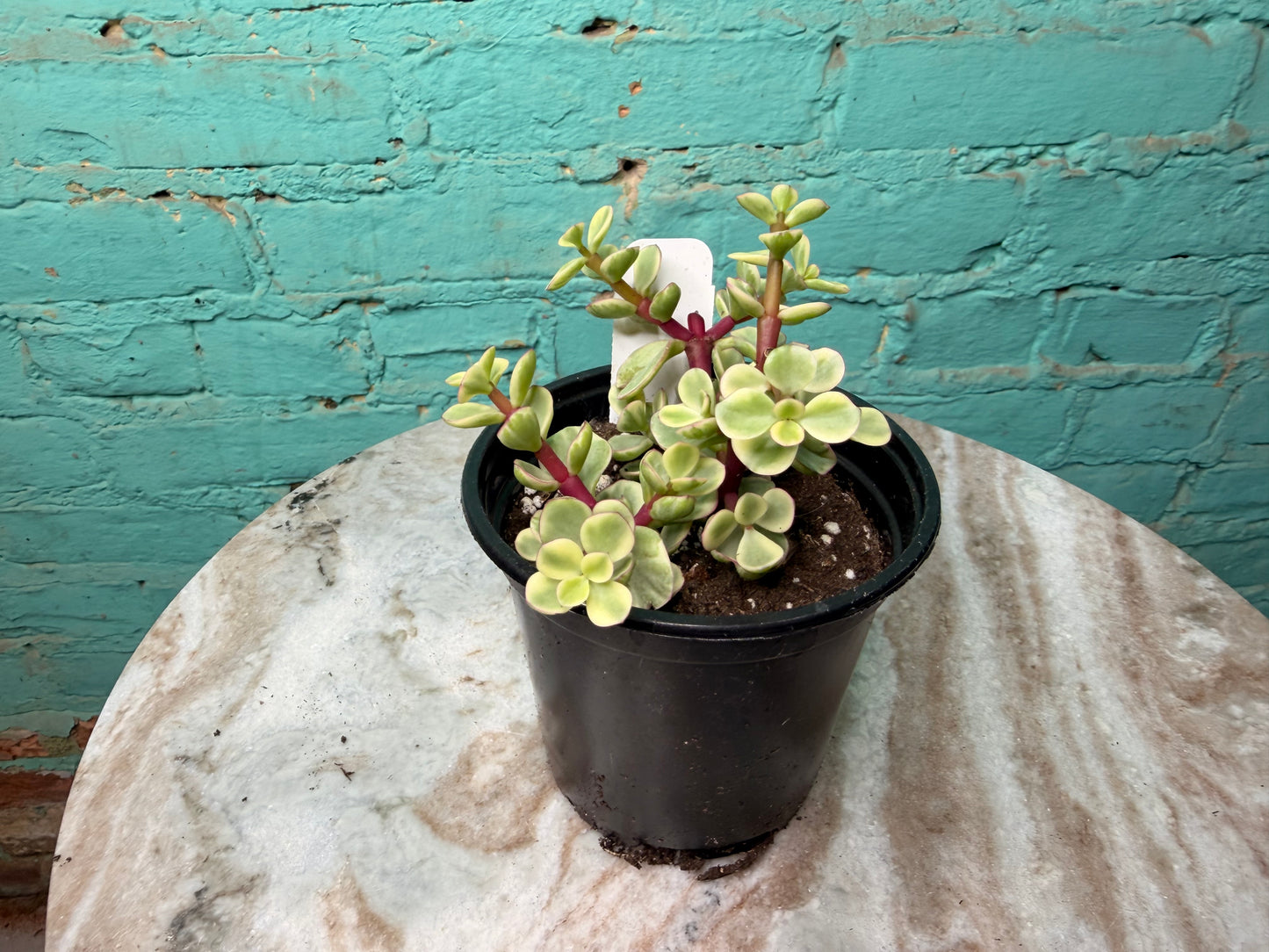 Portulacaria afra ‘Elephant Bush’ Variegated 4”
