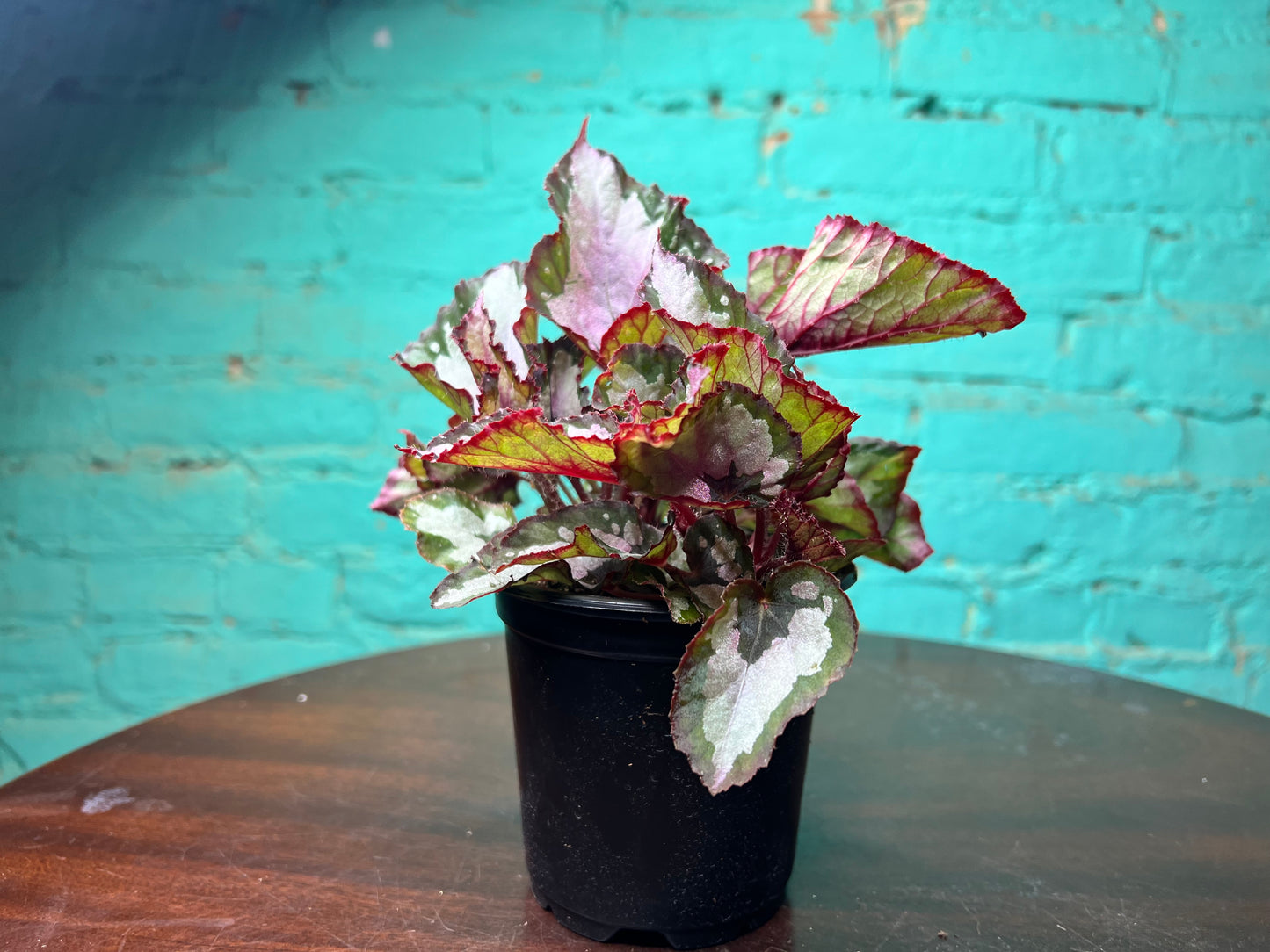 Rex Begonia “Red Robin”