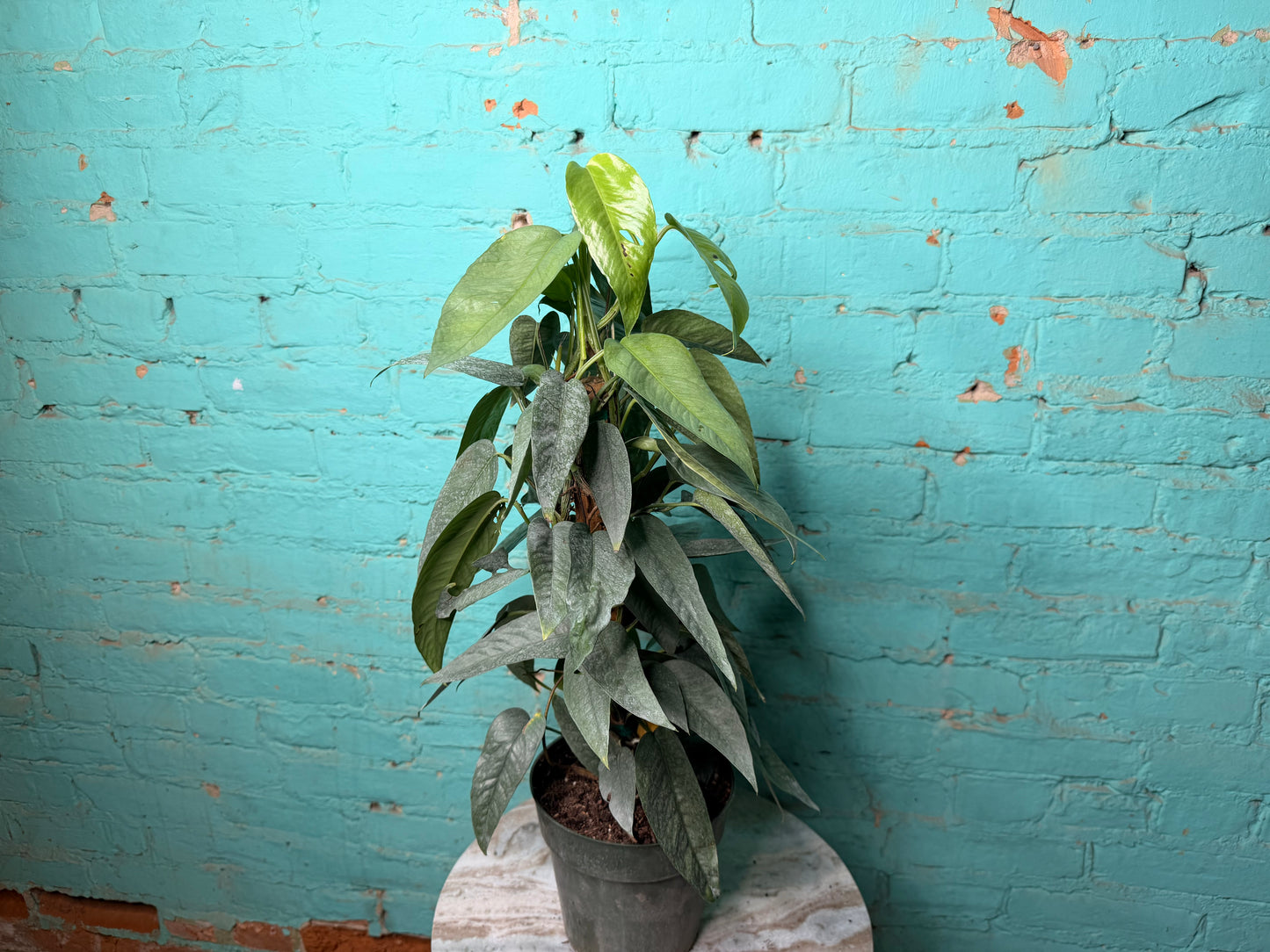 Cebu Blue Pothos Totem 6”