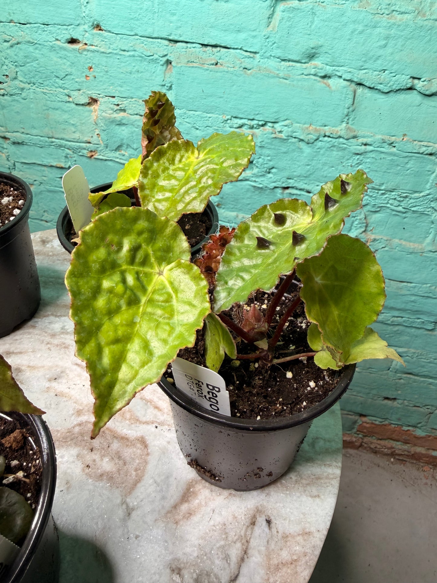 Begonia Ferox 4”