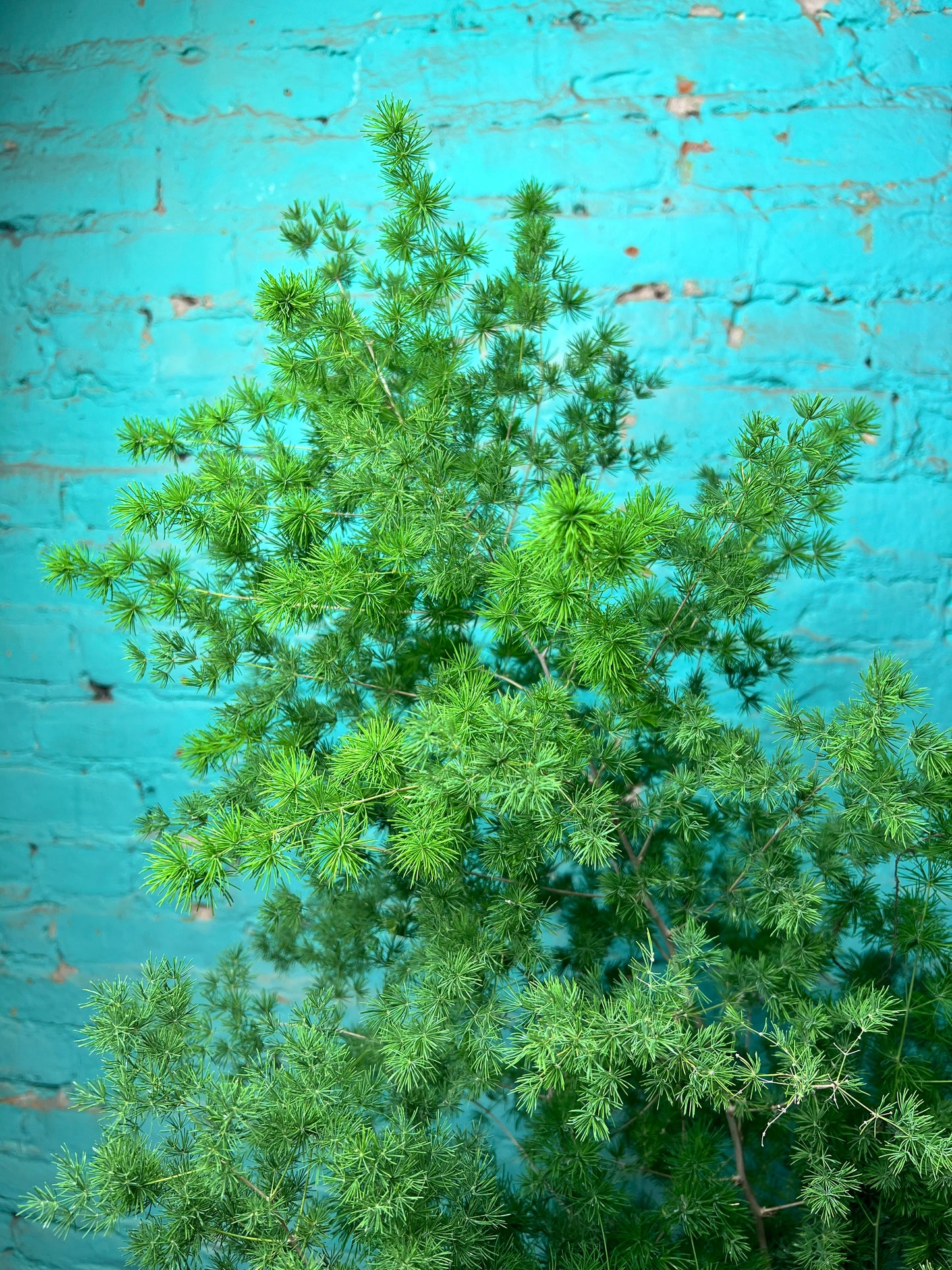 Zulu Asparagus Fern 10”