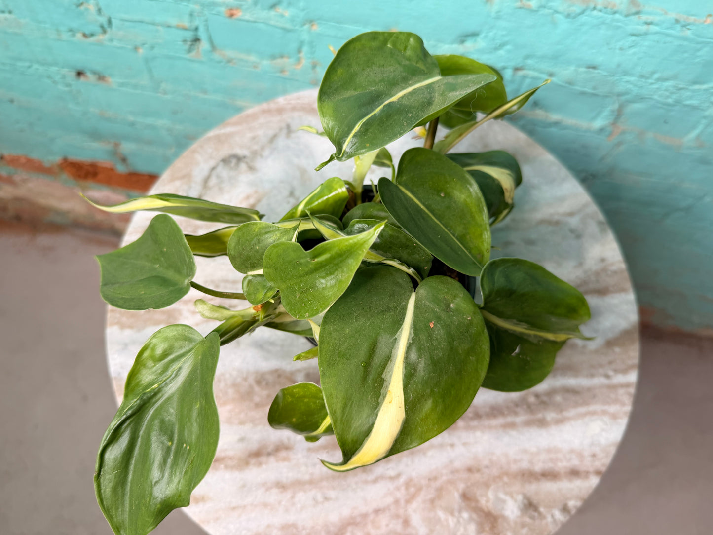 Philodendron Silver Stripe 4”