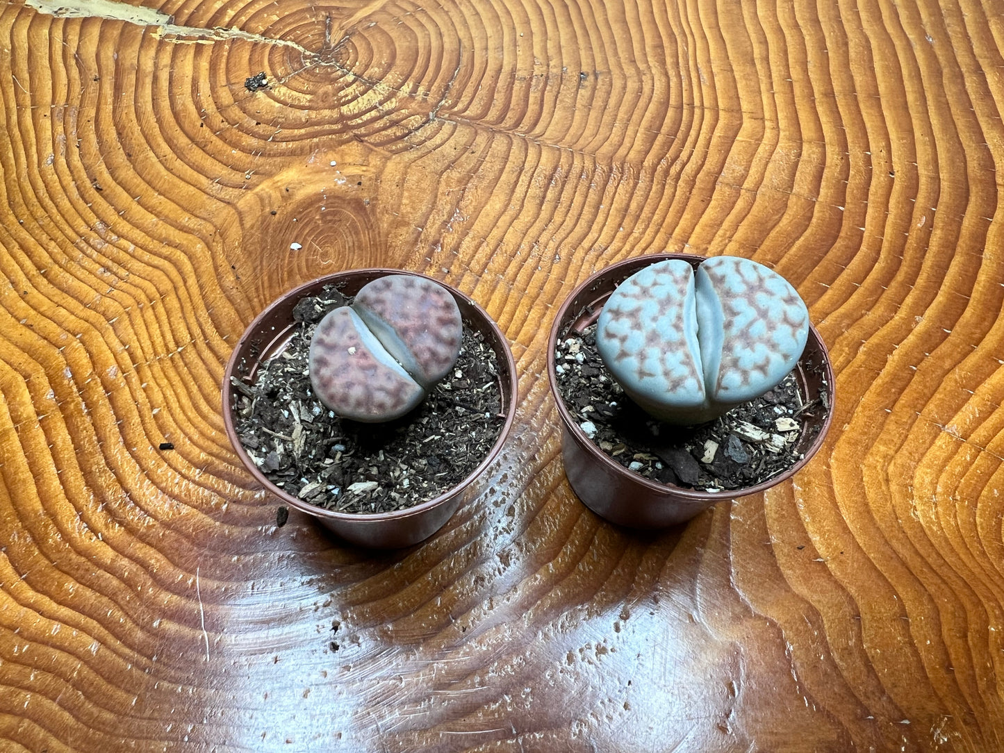 Living Stones (Lithops)