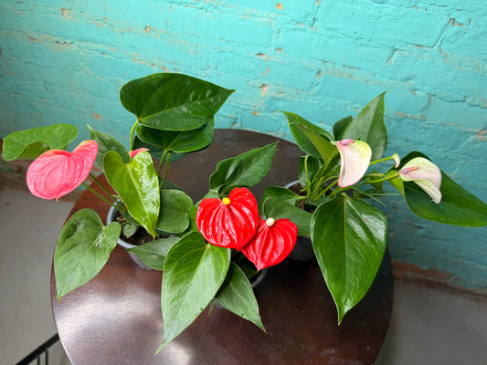 Anthurium Flamingo Flower 4” each