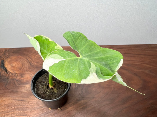 Alocasia-Mickey Mouse