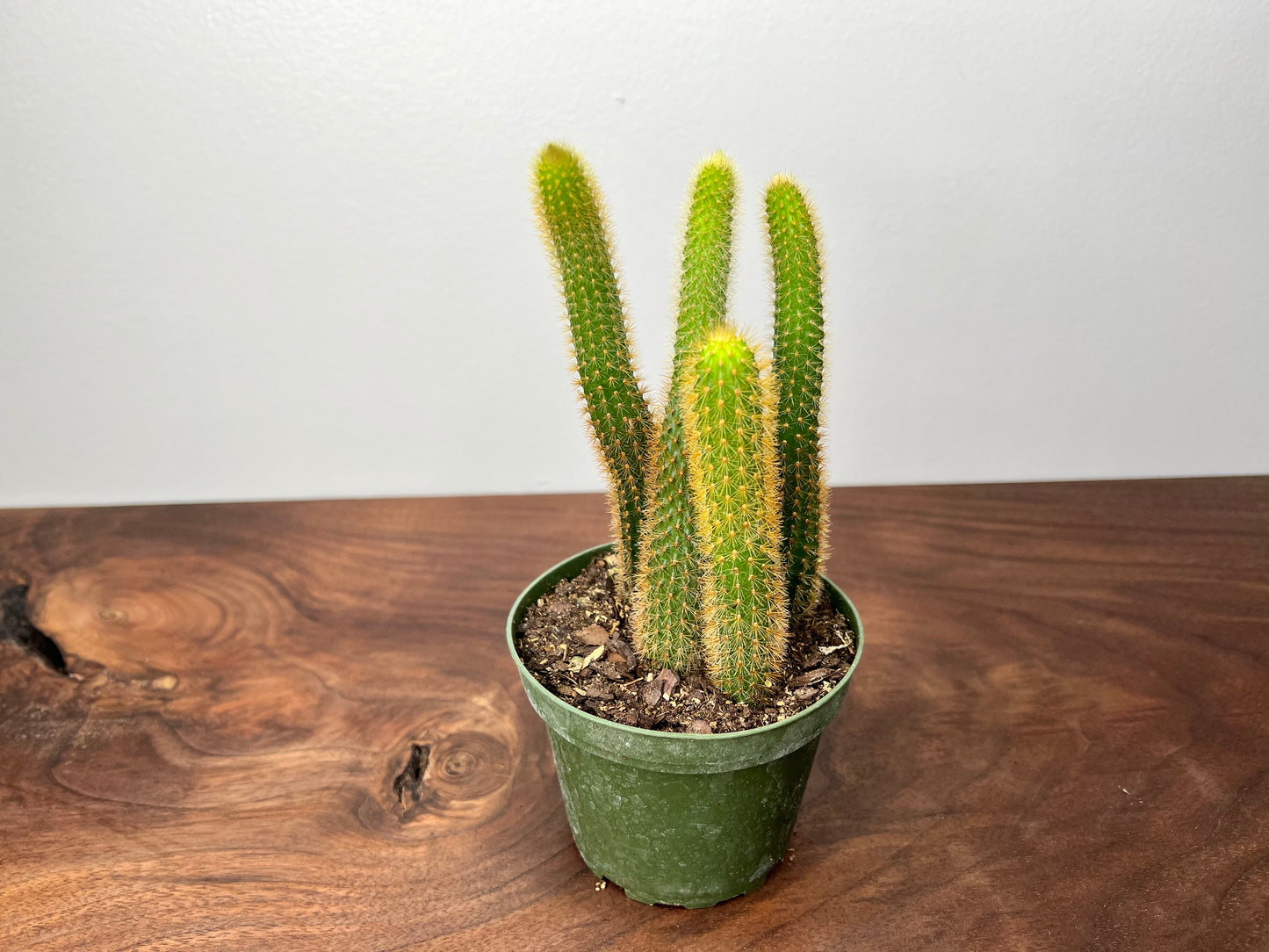 Rat Tail Cactus 4”