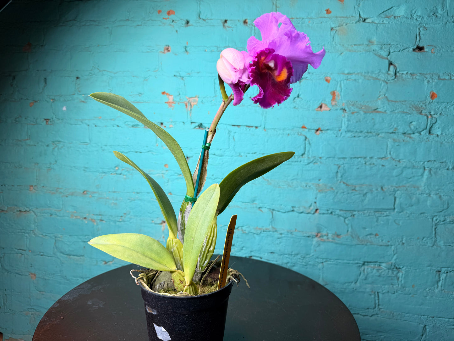 Cattleya Irene Holguin ‘Brown Eyes’ Orchid