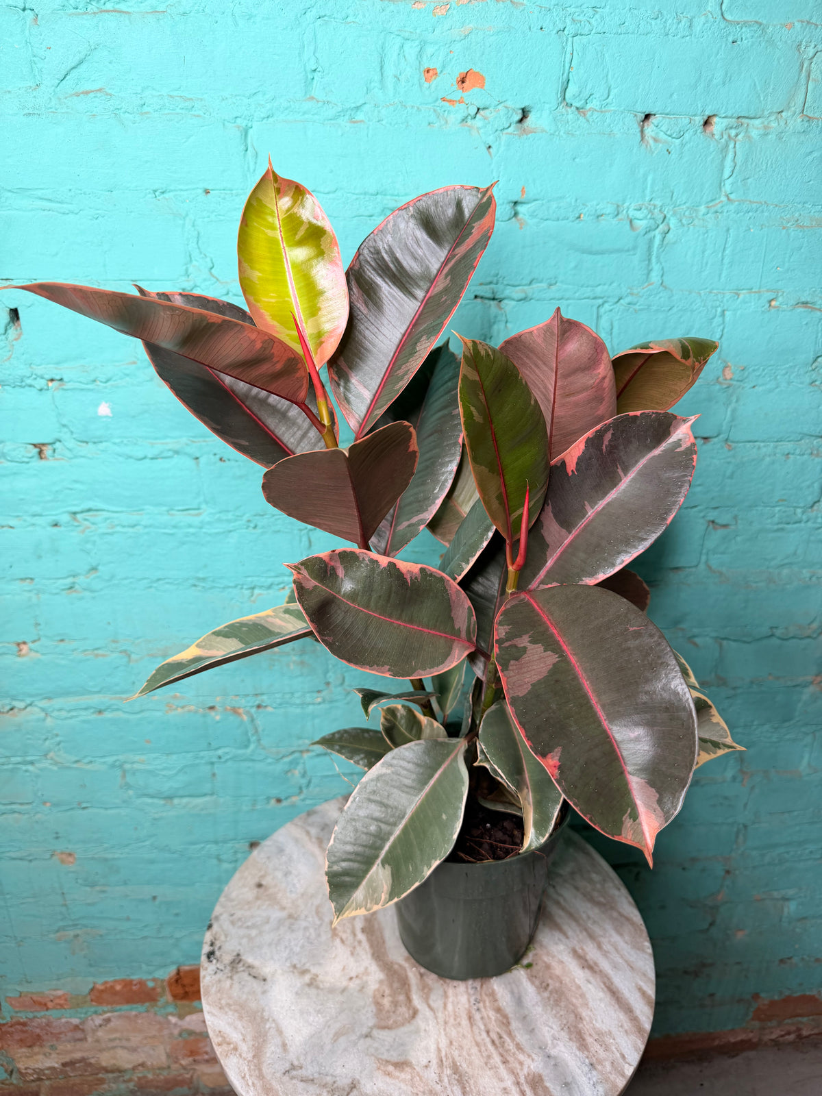 Rubber Plant-Ruby variegated pink 6”