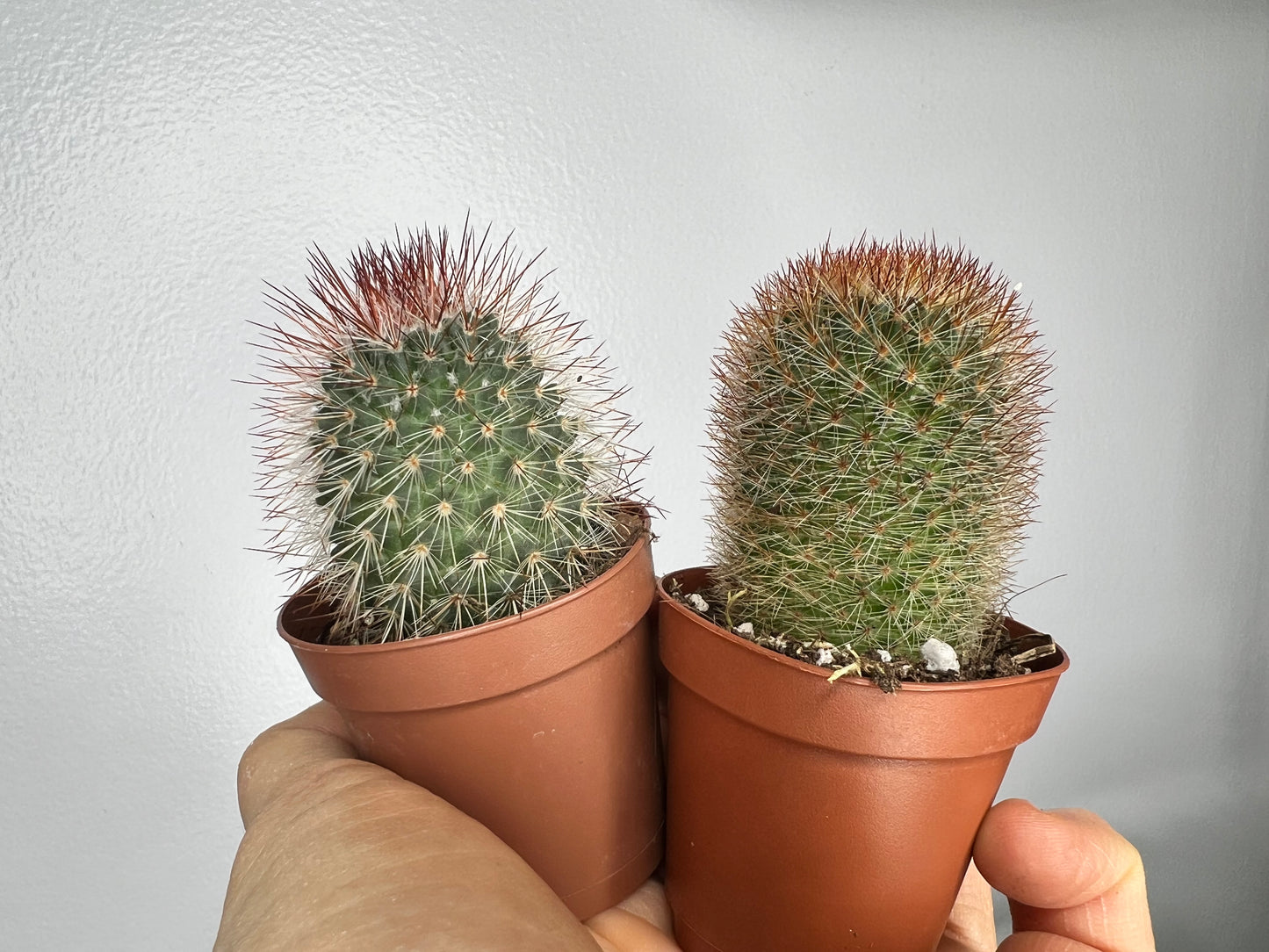 Cactus 2”