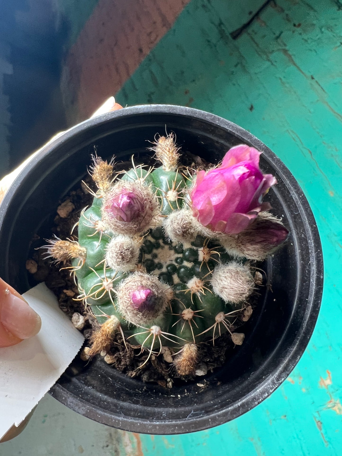 Notocactu ilhelmanian 4”