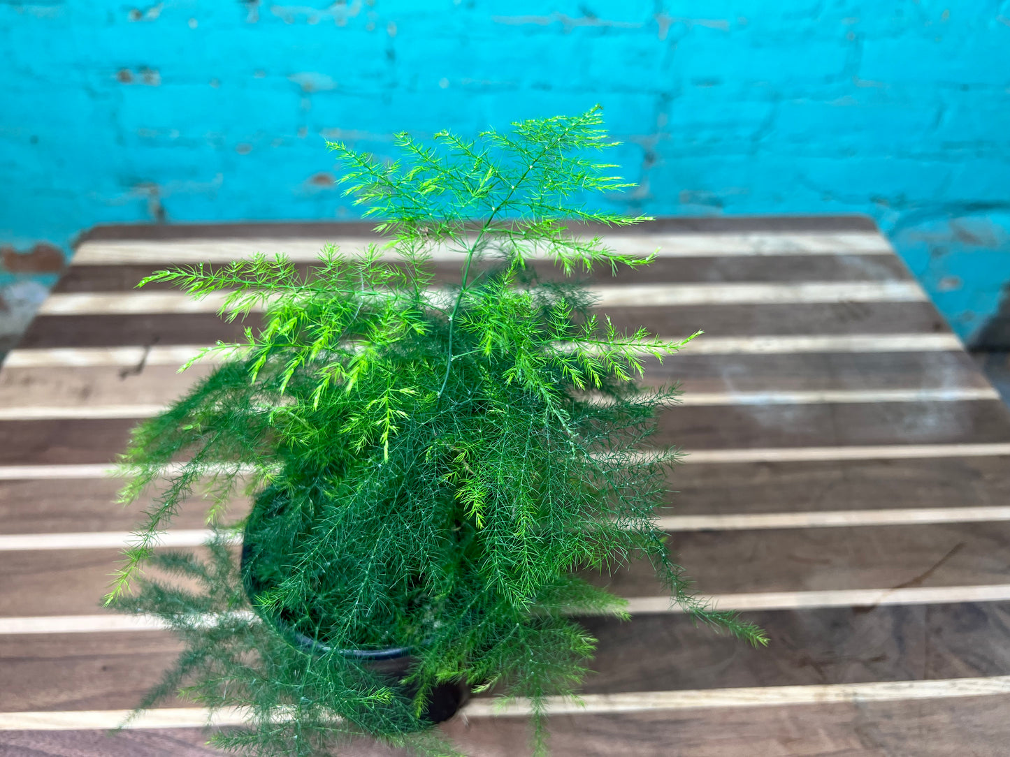 Asparagus Fern