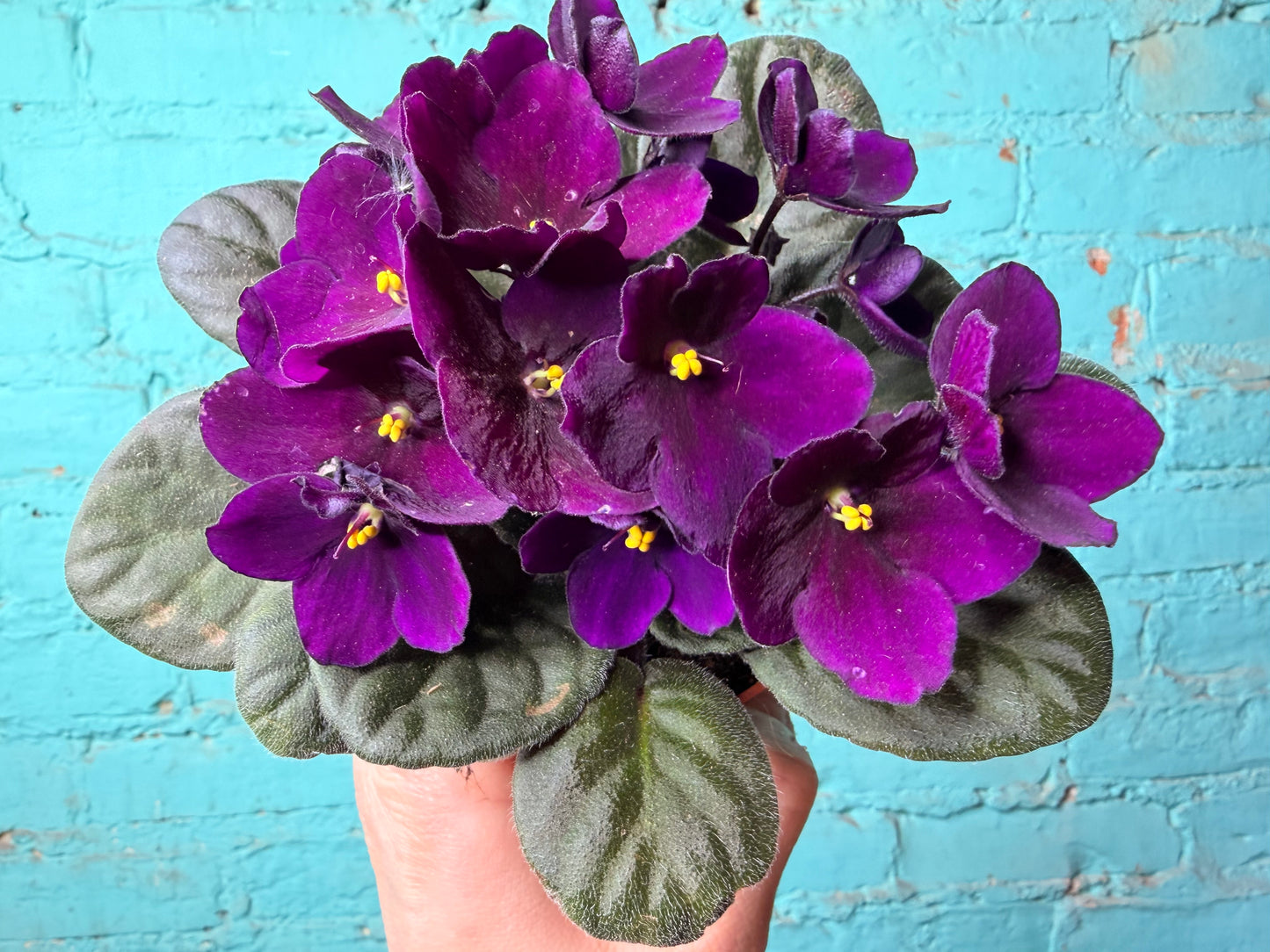 African Violet 4”
