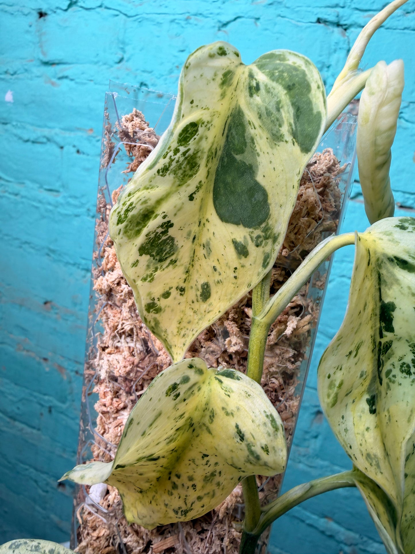 Scindapsus 'Jade Satin' aurea variegated -Moss Pole