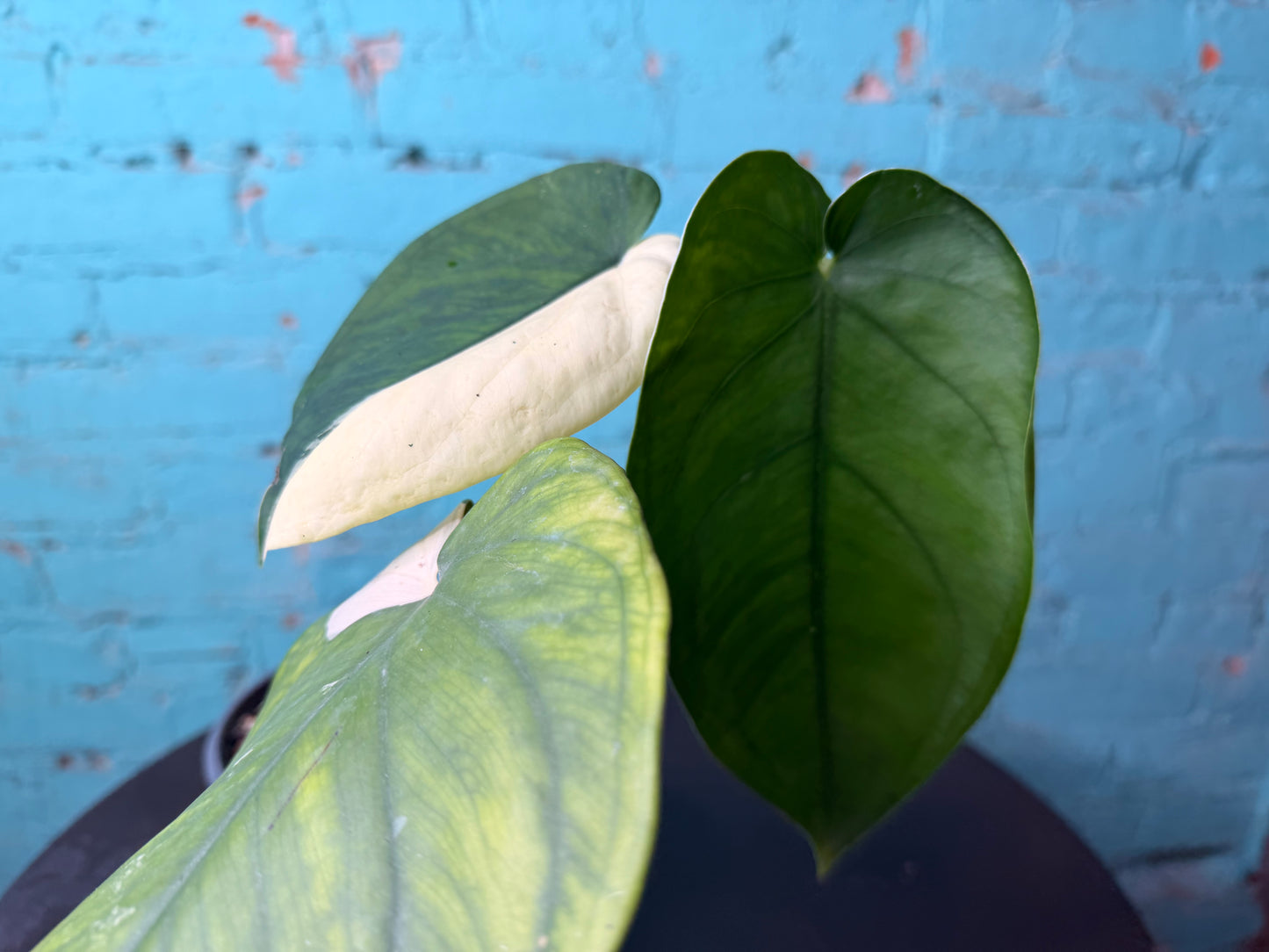Syngonium Chiapense Variegated 6”
