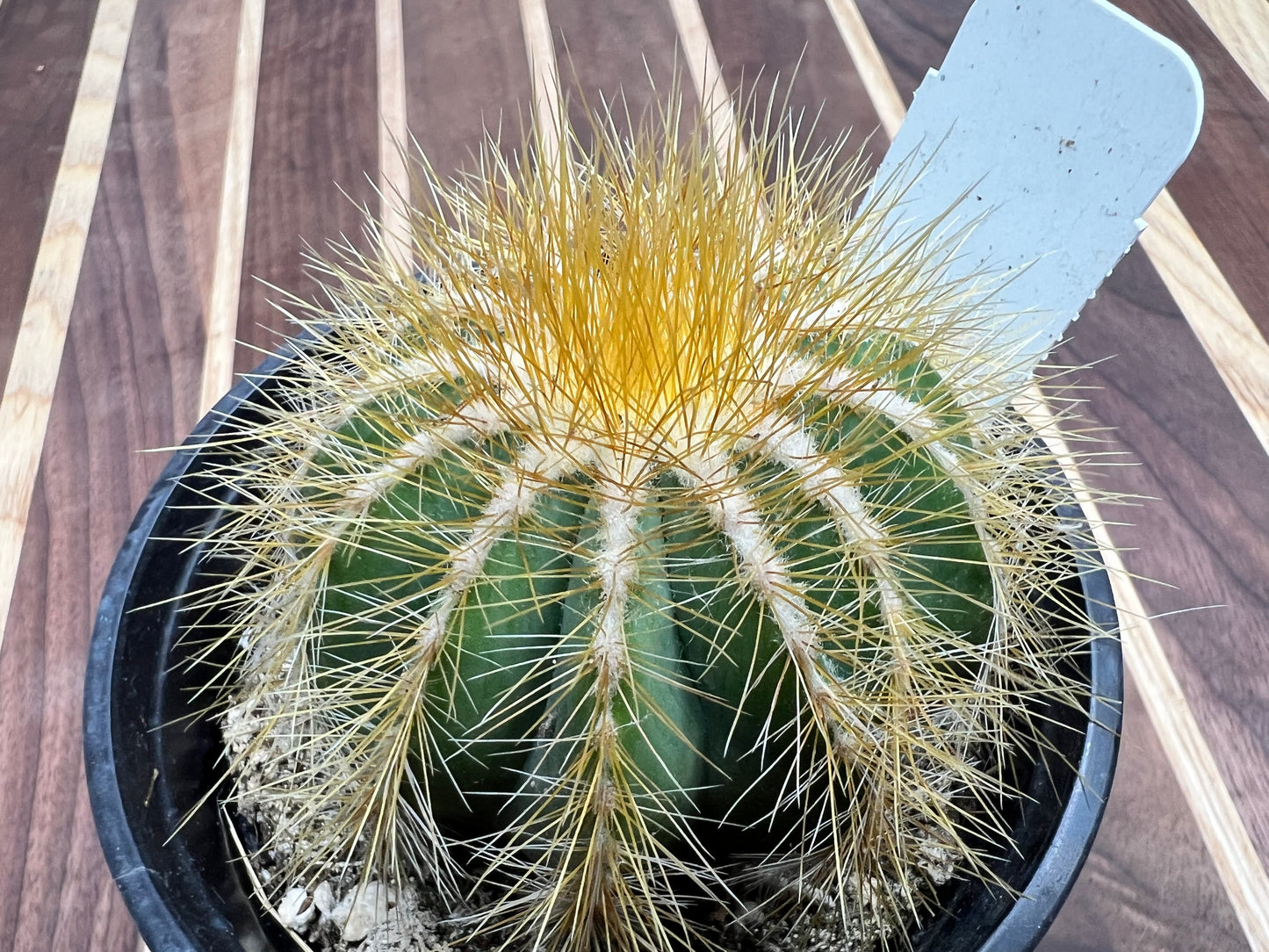 Notocactus Magnificus 4”