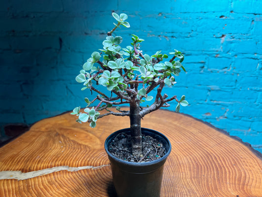 Jade Bonsai
