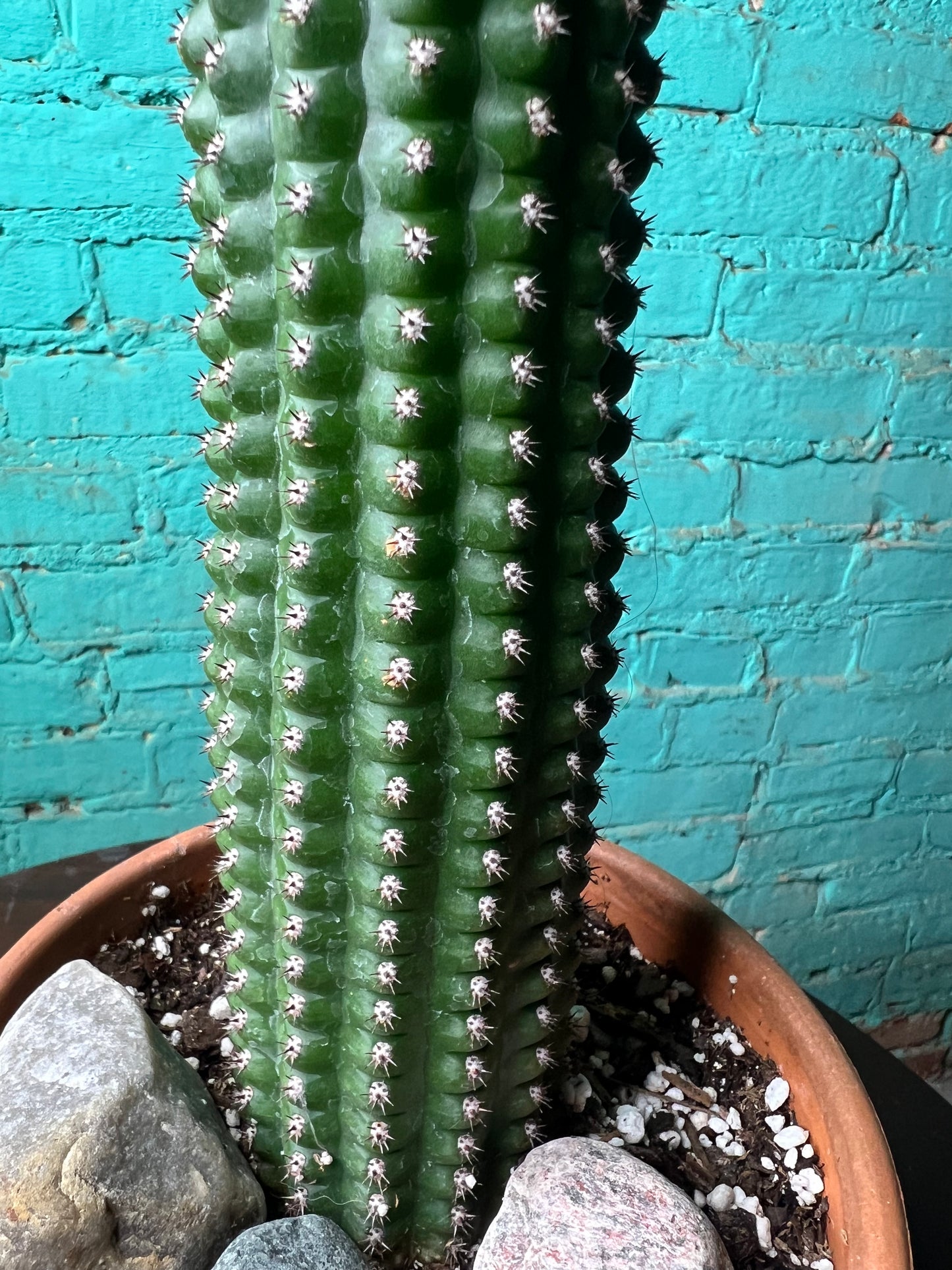 Corn Pod Cactus 6”