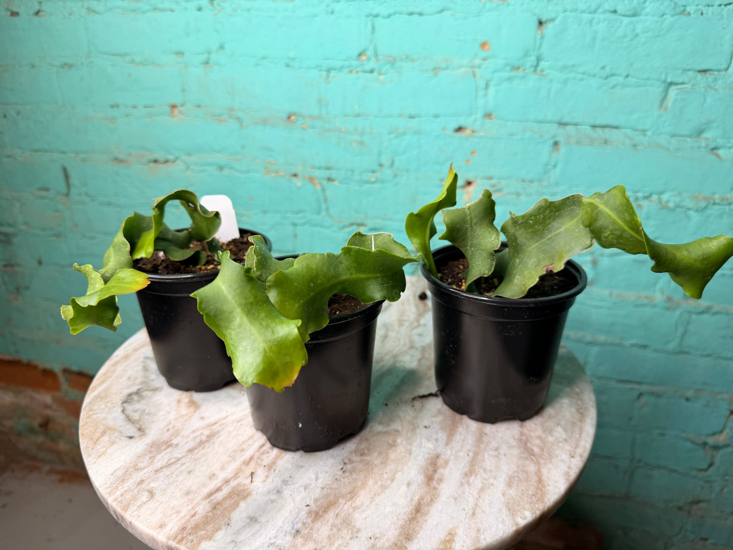 Epiphyllum Curly 4” ‘Orchid Cactus’