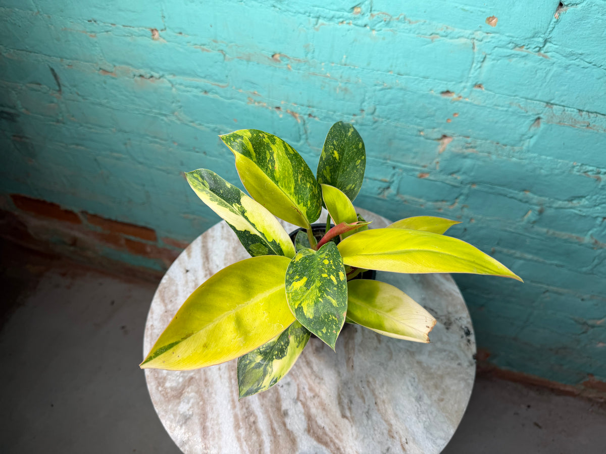 Philodendron Congo Nuclear Variegated 4”