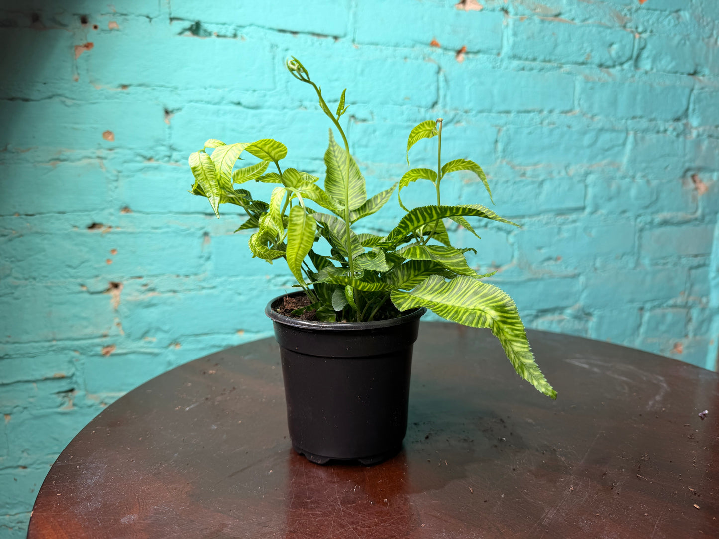 Golden Zebra Bamboo Fern