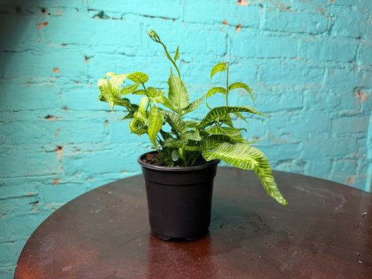 Golden Zebra Bamboo Fern