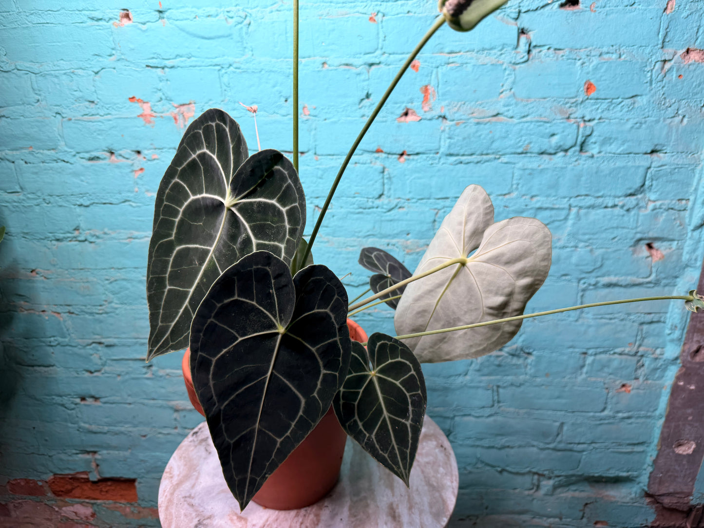 Anthurium Clarinervium 8” (Clay)