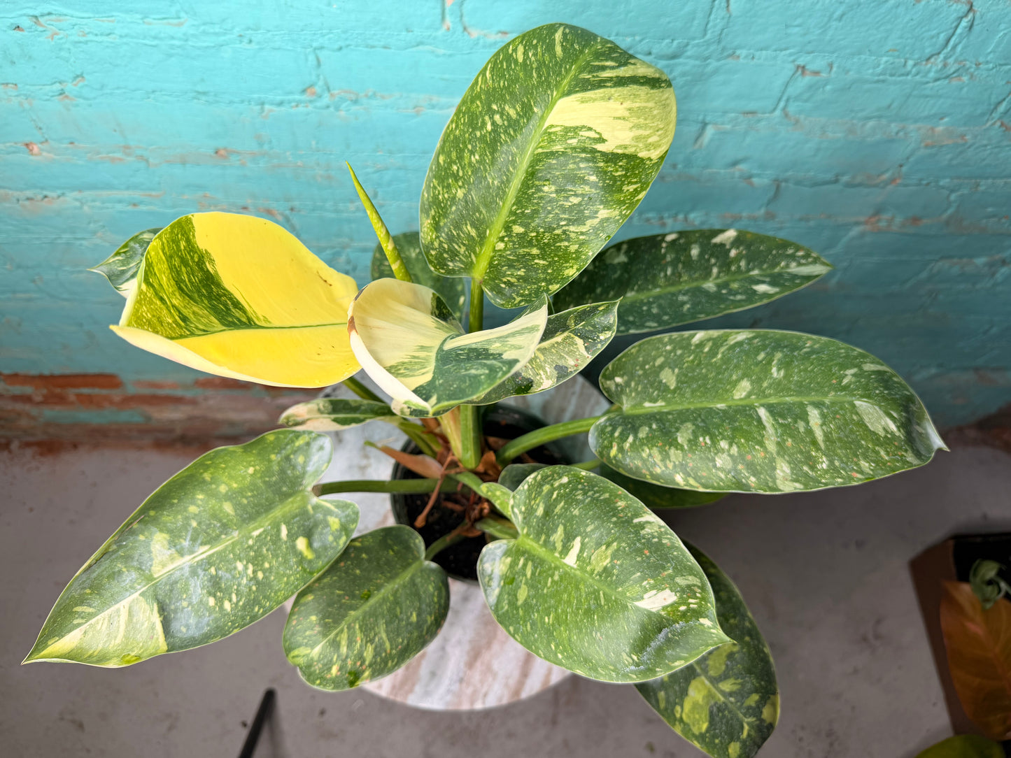 Philodendron Congo Nuclear Variegated 6”