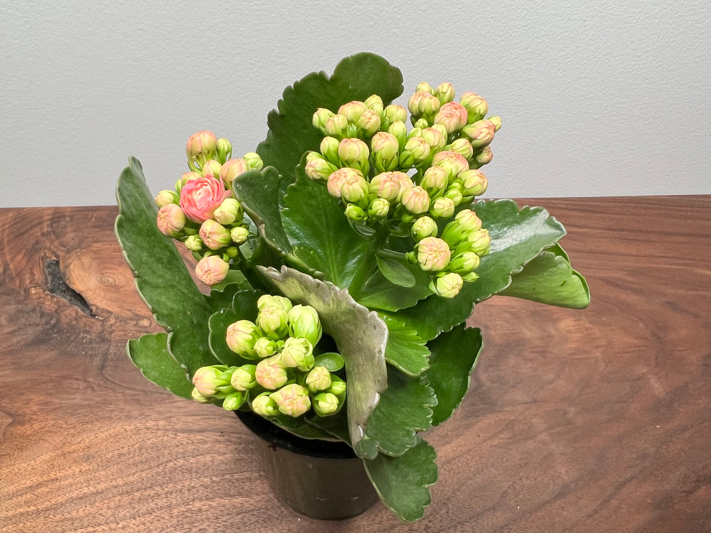 Kalanchoe