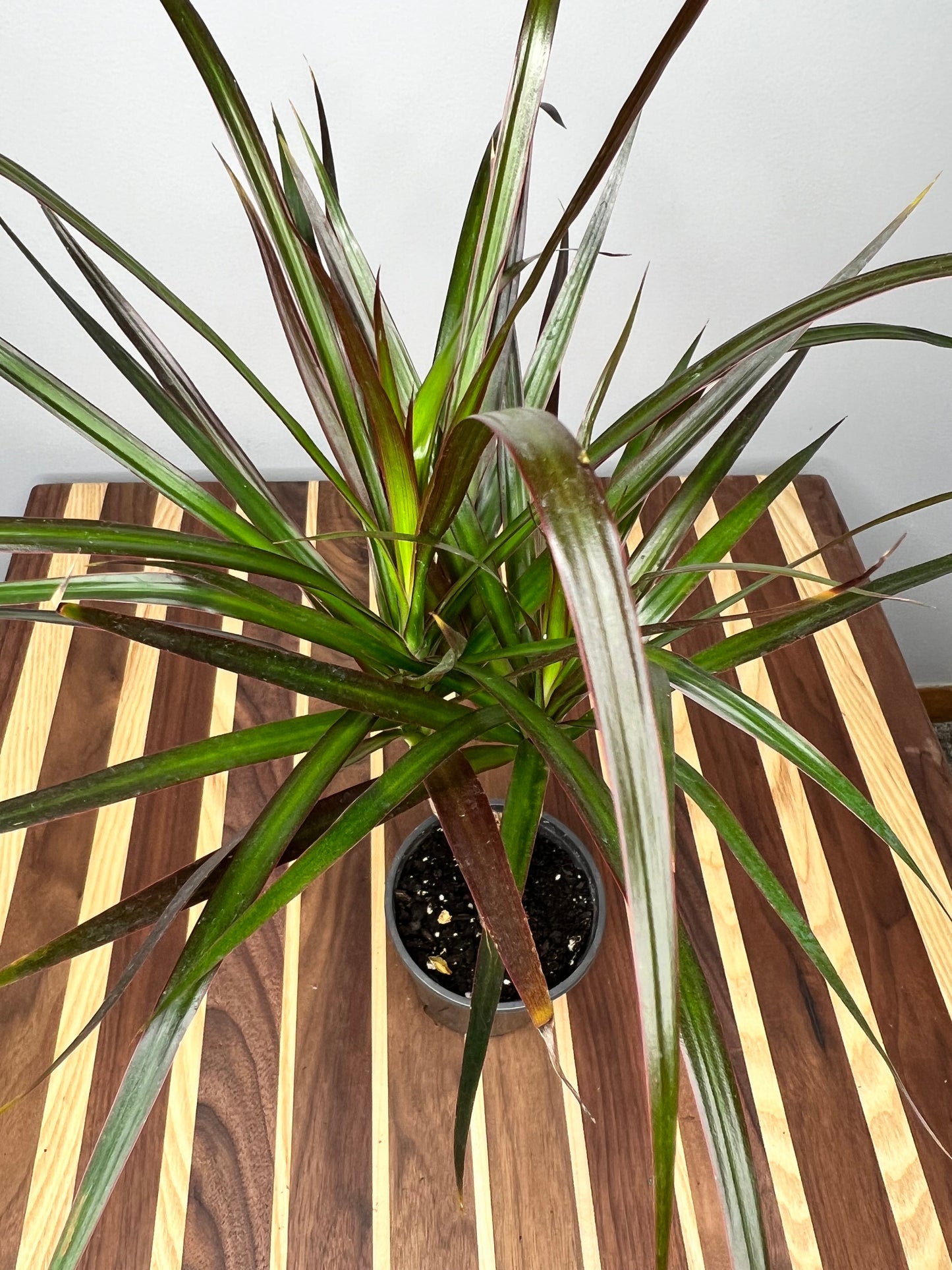 Dracaena 4”