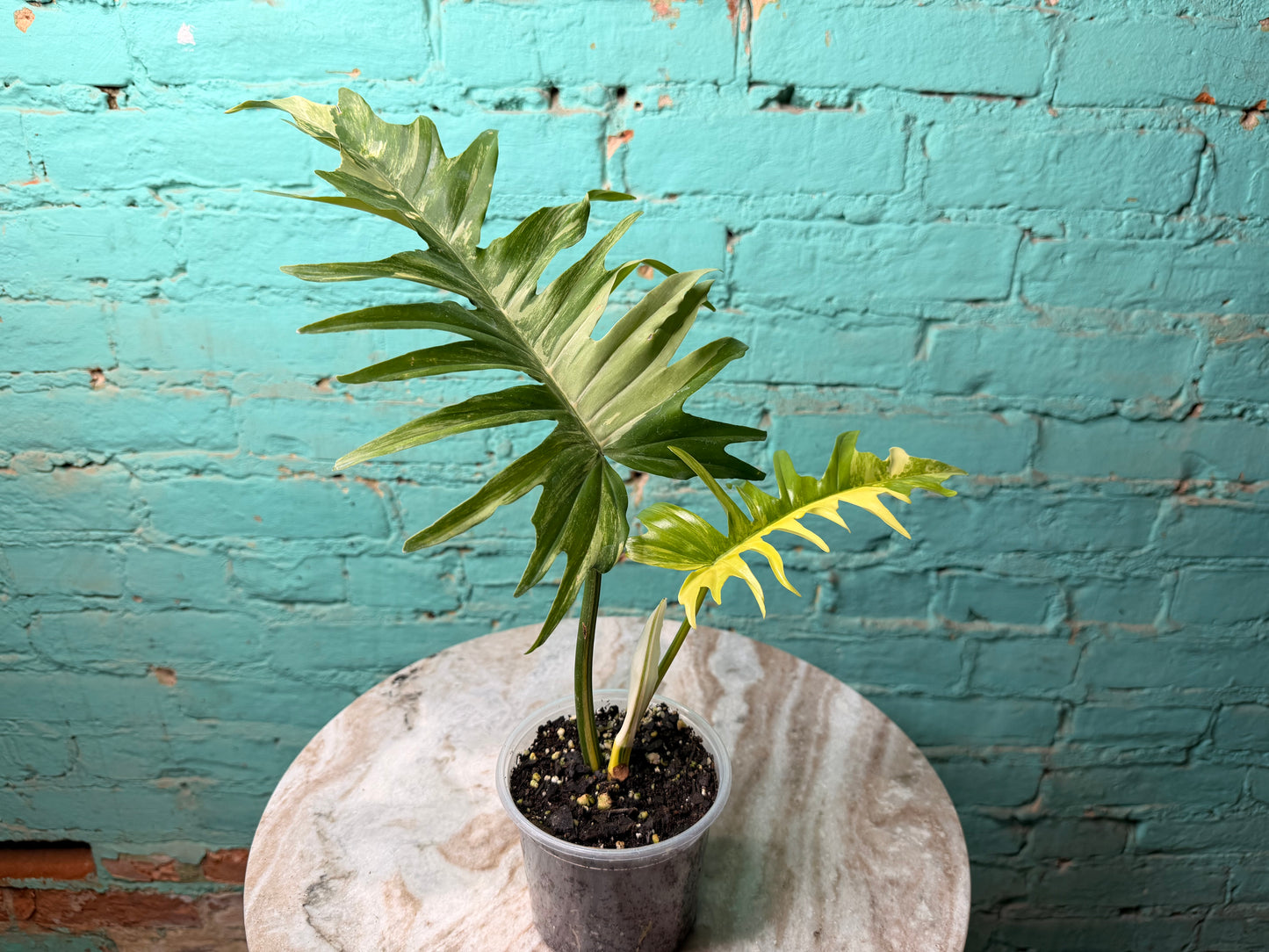 Philodendron Florida Beauty x Tortum  Variegated 4”