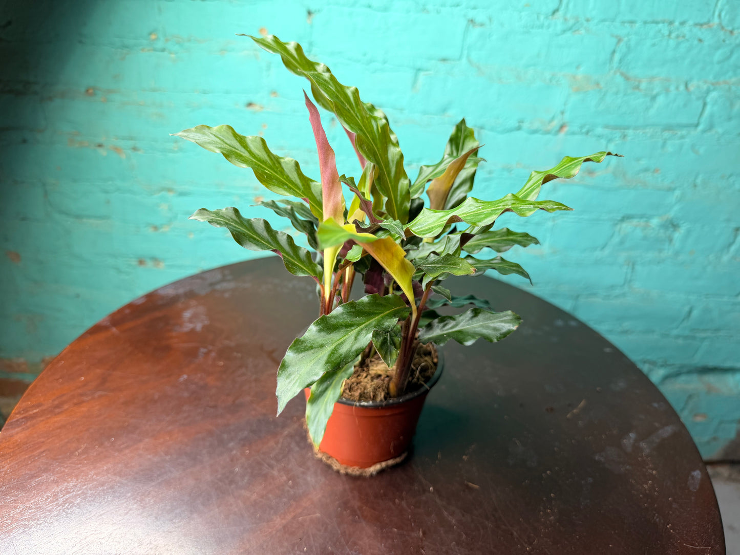 Calathea Furry Feather 4”